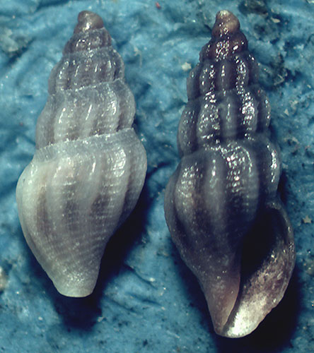 Fehria taprunensis